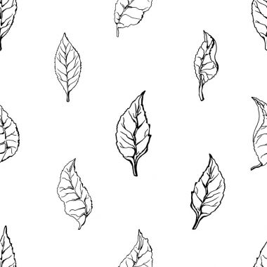 Beyaz arka plan üzerinde çay Bush yaprakların seamless modeli. Vektör çizimi. 