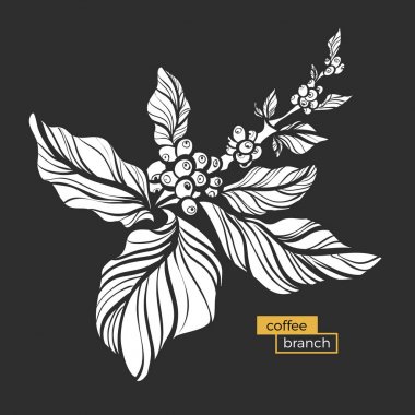 Kahve ağacı yaprakları ve doğal kahve çekirdekleri ile beyaz dalı. Vektör 