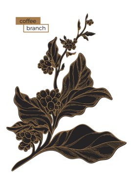 Siyah kahve ağacı dalı. Altın tarama. Botanik illüstrasyon. Vektör 