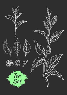 Çay yaprakları ile bush dallar kümesi. Vektör