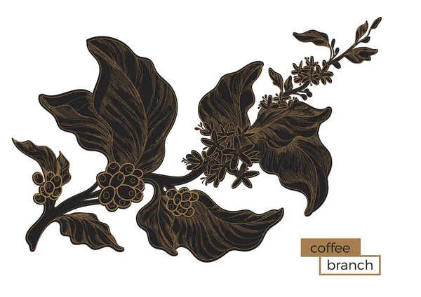 Czarny gałąź drzewa kawy. Złotych jaj wylęgowych. Ilustracji botanicznych. Wektor — Wektor stockowy
