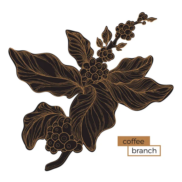 Zwarte tak van de boom van de koffie. Gouden broedeieren. Botanische illustratie. Vector — Stockvector