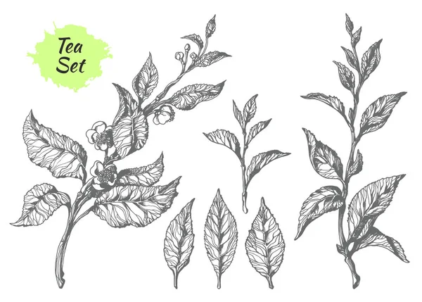 Ensemble de branches de thé. Un dessin botanique. Vecteur — Image vectorielle