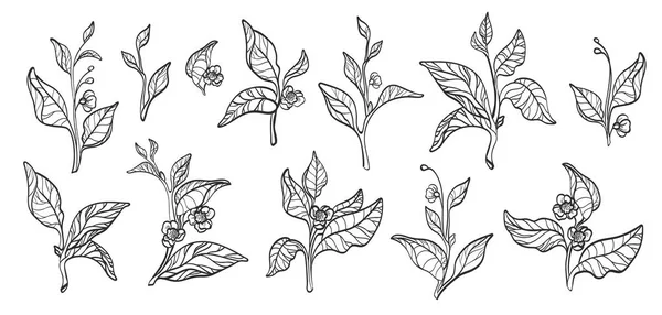 Çay bush dallar kümesi. Vektör. Gerçekçi 