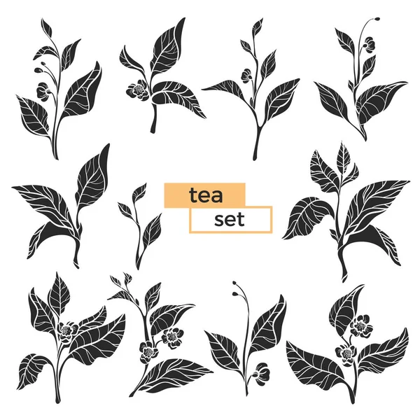 Zestaw rozgałęzień krzew herbaty. Sylwetka wektor czarny na białym na białym tle — Wektor stockowy