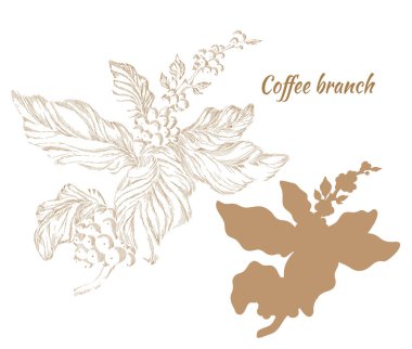 Kahve ağacın yaprakları ve fasulye ile kümesi. Siluet, şekil, yumurtadan. Vektör çizimi