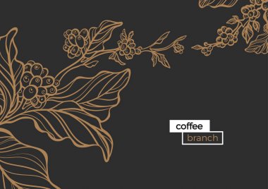 Template of golden branch of coffee tree with leaves and natural coffee beans. Vector illustration clipart