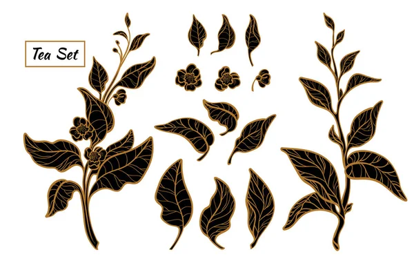 Çay bush dallar kümesi. Beyaz arka plan üzerinde izole vektör siyah siluet — Stok Vektör