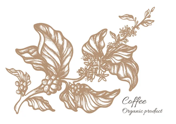 Realistiska kaffe filial. Botaniska kontur ritning. Vektor — Stock vektor