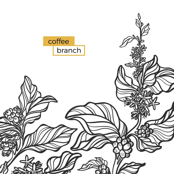 Plantilla de rama negra de árbol de café con hojas y granos de café. Ilustración vectorial — Archivo Imágenes Vectoriales