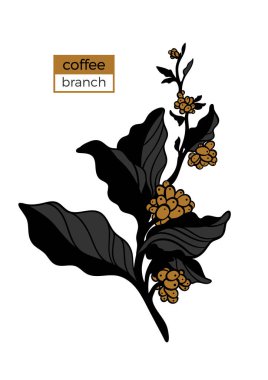 Kahve ağacı yaprakları ve doğal kahve çekirdekleri ile dalı renk şablonu. Vektör çizim