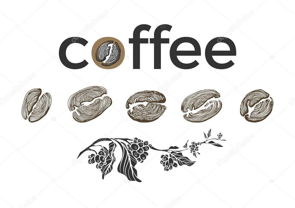 Set of coffee branch, beans on white background. Vector collection. Sketch