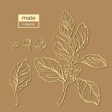 Vektör toplama siluet dostum şube. Şekil vintage kümesi