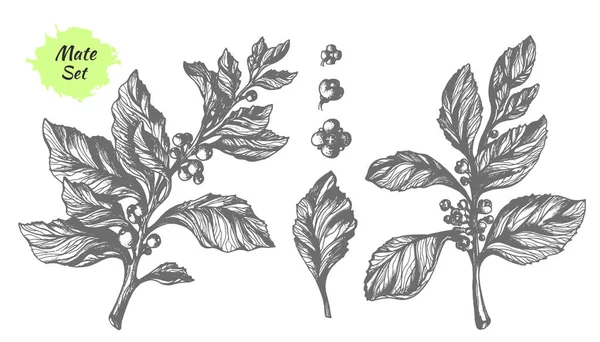 Conjunto de ramas de árbol de mate. Dibujo botánico. Vector — Archivo Imágenes Vectoriales