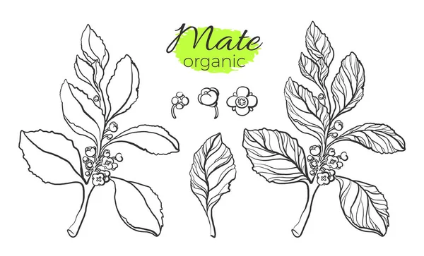 Colección vectorial de ramas de mate. Ilustración de naturaleza vectorial . — Archivo Imágenes Vectoriales