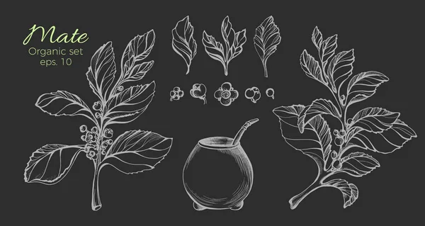Vector collection of hand drawn mate branches. Nature illustration. — Stock Vector