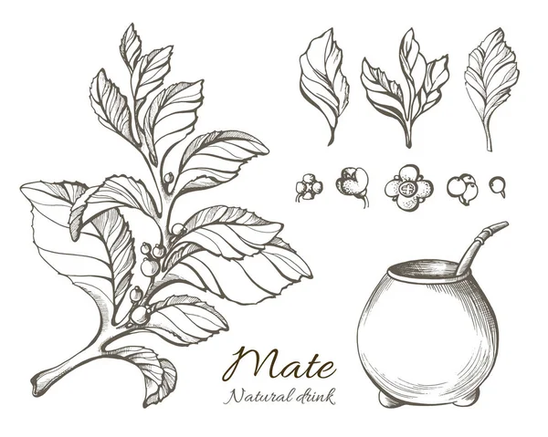 Colección vectorial de ramas de mate dibujadas a mano. Naturaleza ilustración . — Archivo Imágenes Vectoriales