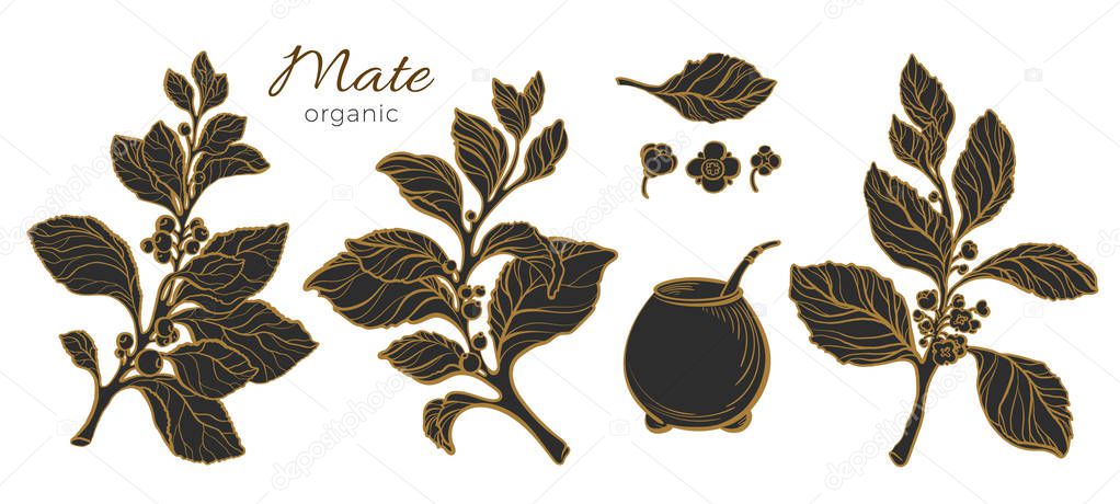 Big set of realistic mate branches. Vector nature illustration.