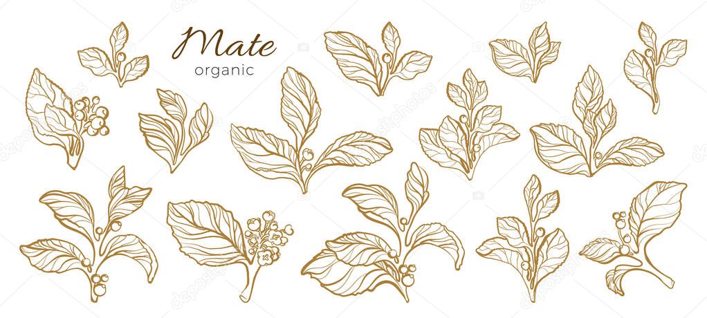 Vector collection of realistic branches. Nature set 