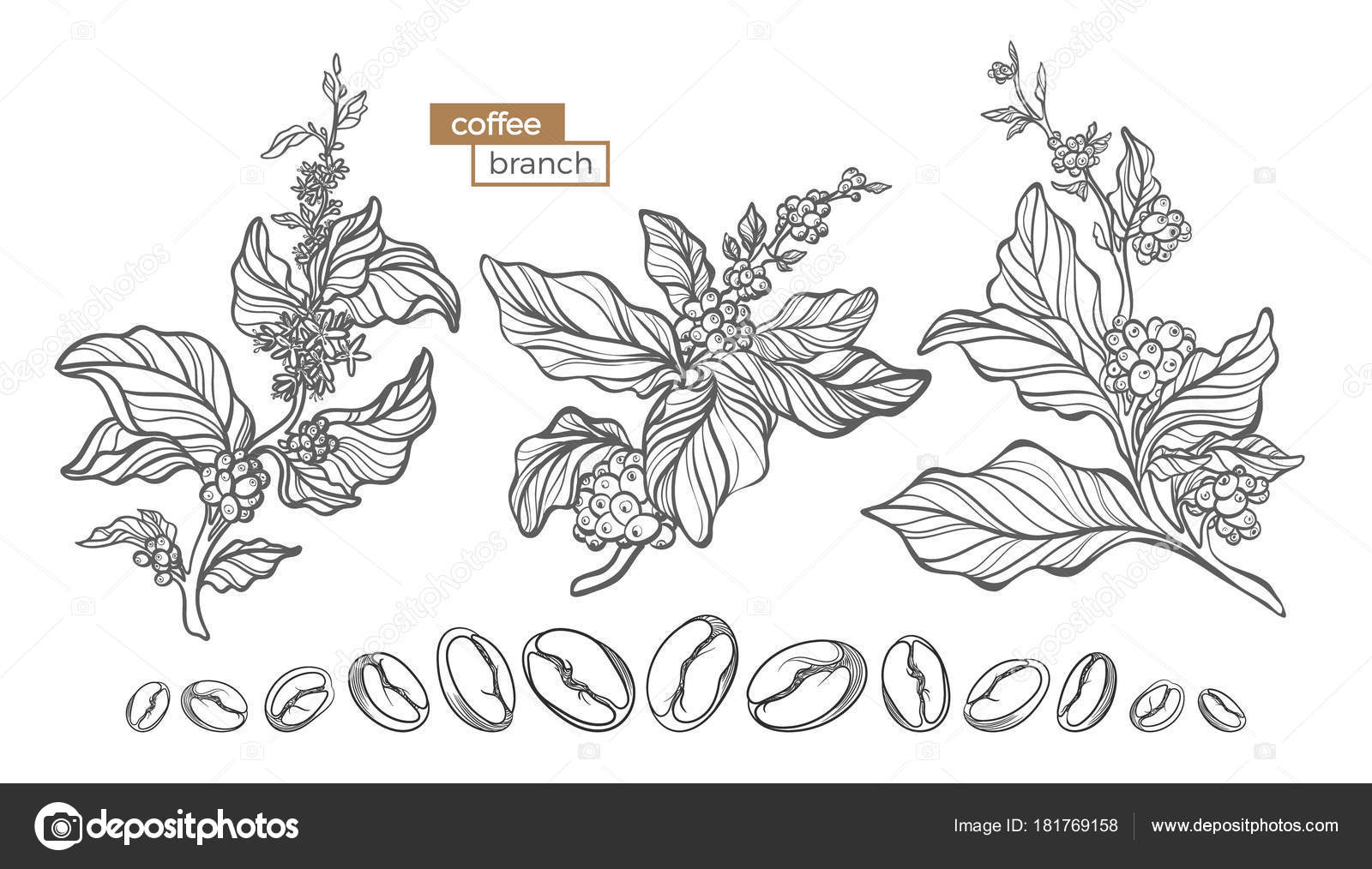 Vector Set Of Coffee Tree Branches With Flower Leaves And Beans Botanical Drawing Sketch Line Art Design Realistic Nature Style Organic Illustration Vector Set Of Coffee Tree Branches With Flower Leaves And Beans Botanical Drawing Sketch Line Art Design Realistic Nature Style Organic Illustration