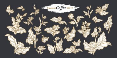 Vektör büyük kahve dallarında ayarla.