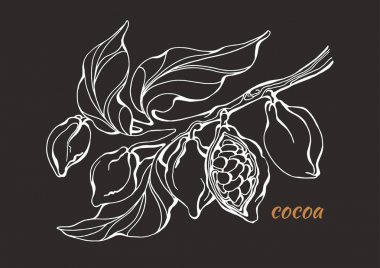 Vektör Kakao ağacı Şubesi 