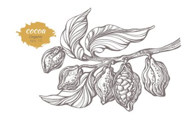 Kakao ağacı dalı vektör çizimi