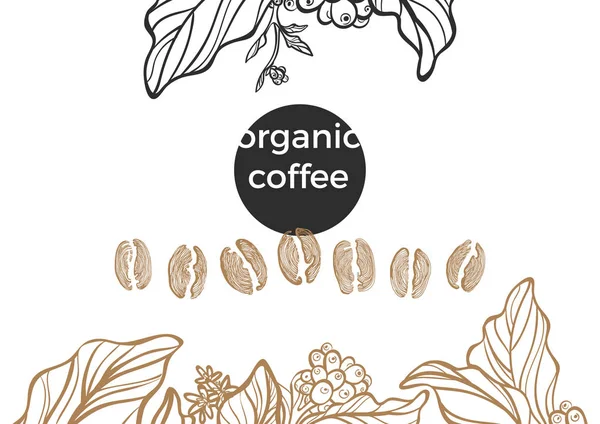 Set of coffee branch and beans. Vector — Stock Vector