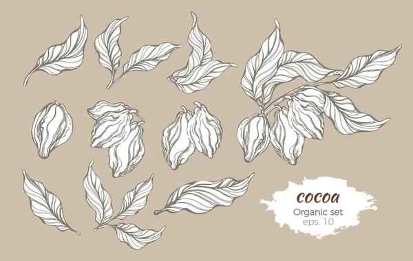Serie vettoriale di rami di albero di cacao — Vettoriale Stock