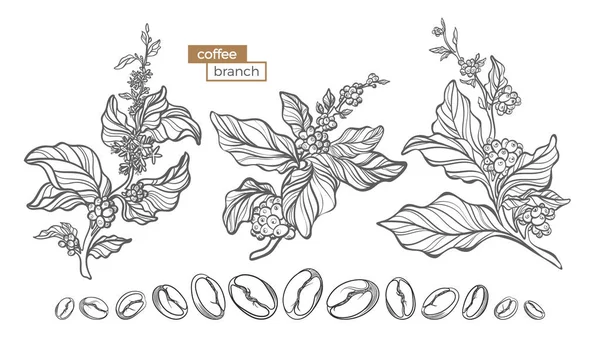 Vector set van koffie boomtak — Stockvector