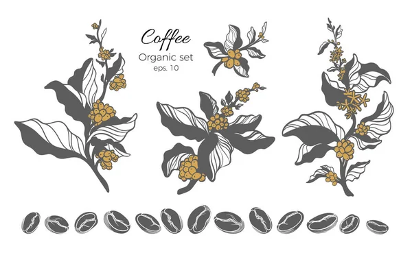 Vector set van koffie boomtak — Stockvector