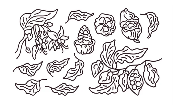 Kakao abstrakt uppsättning. Vektor konst linje symbol. — Stock vektor
