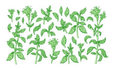 Stevia hazır. Vektör tatlandırıcı. Organik alternatif