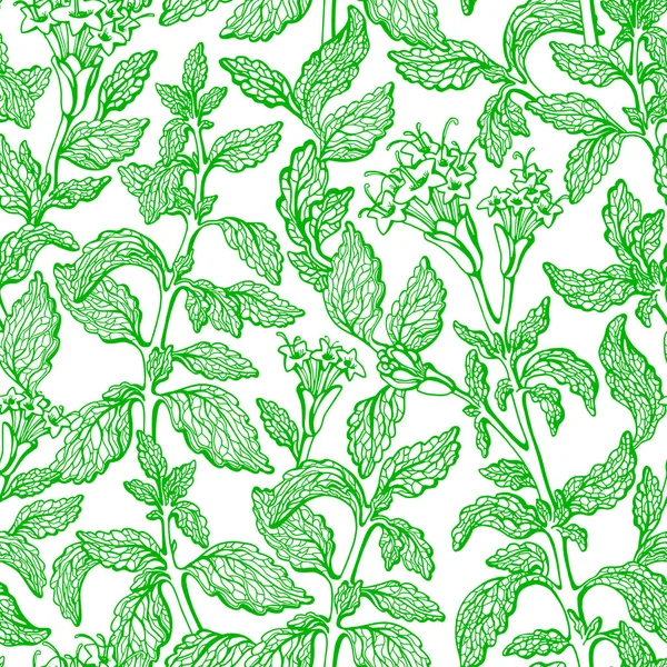 Stevia nahtloser Mustervektor frische biologische Pflanze — Stockvektor