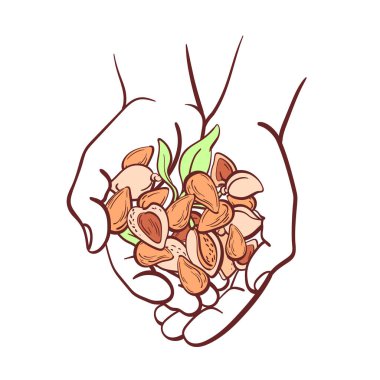 Ellerinde badem fındığı. Üst Manzara. Beyaz arkaplanda vektör çizgisi çizimi. Organik hasat, vegan sütü, aroma yağı. Çiftlik, tarım ürünleri. Fasulye seti. Grafiksel kart