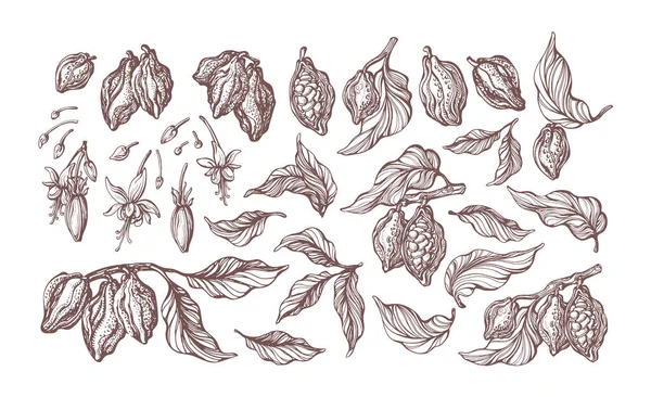 Ensemble Cacao Dessiné Main Croquis Botanique Haricot Fruit Feuille Grain — Image vectorielle