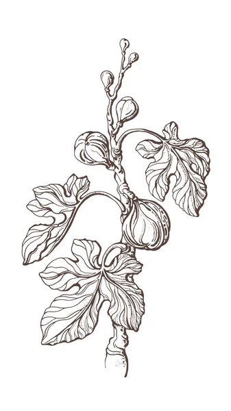 无花果树 向量现实的分枝 新鲜的水果 复古的叶子 艺术手绘白色背景的图解 植物草图 甜甜的有机产品农场计划 — 图库矢量图片