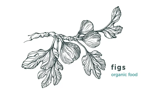 Figs branch. Vector nature tree, raw fruit, leaves on white background. Art hand drawn sketch, illustration. Vintage botanical engraving. Sweet fresh food. Farm plantatio — Stock Illustration Figs Branch Vector Nature Tree Raw Fruit Leaves White Background Stock Vector
