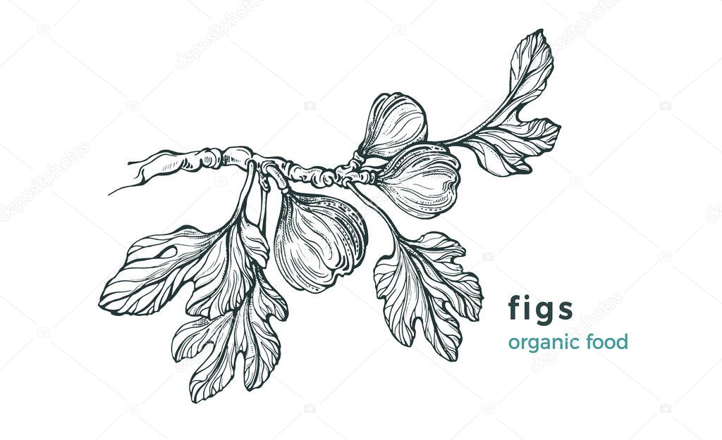 Figs branch. Vector nature tree, raw fruit, leaves on white background. Art hand drawn sketch, illustration. Vintage botanical engraving. Sweet fresh food. Farm plantatio