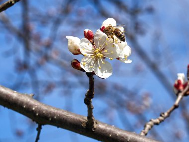 Mavi gökyüzü arka plan üzerinde çiçek açan kayısı