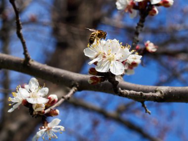Mavi gökyüzü arka plan üzerinde çiçek açan kayısı