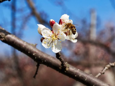 Mavi gökyüzü arka plan üzerinde çiçek açan kayısı