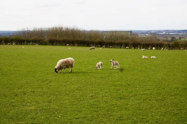 農場で羊を飼い — ストック写真