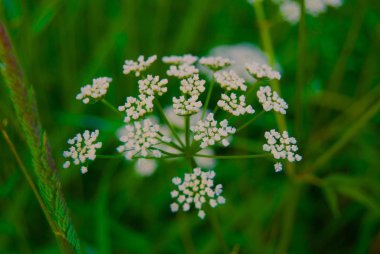 vahşi beyaz çiçekler