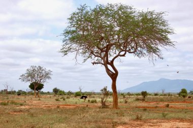 Devekuşu tree yakınındaki