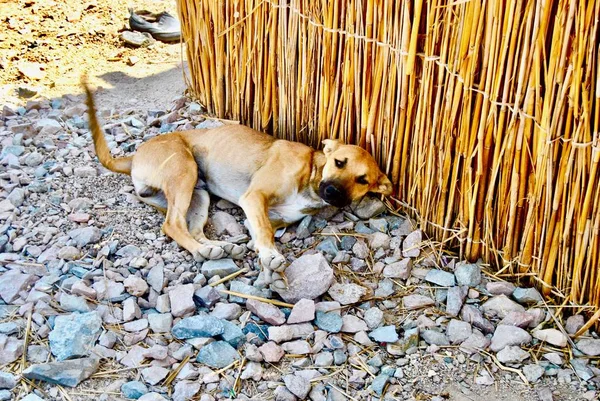 Anjing gurun — Stok Foto
