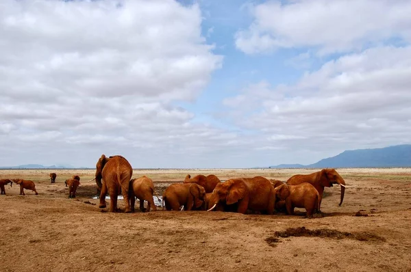 Çöl filleri — Stok fotoğraf