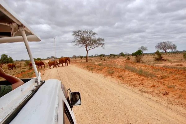 Olifanten op de weg — Stockfoto