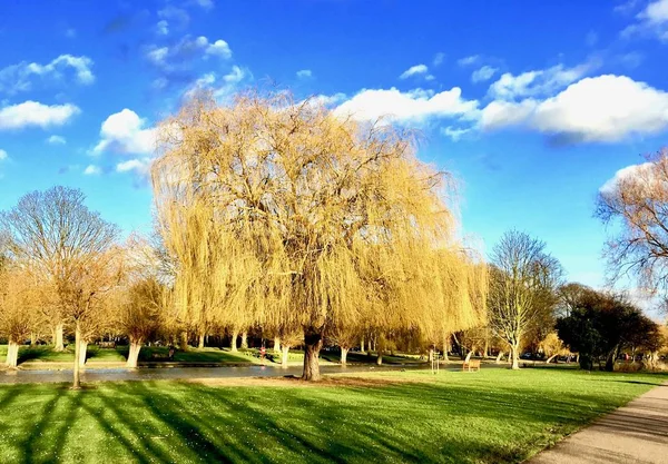 Arbre à Bedford — Photo