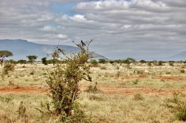 Yabani kuş ve ağaç üzerinde